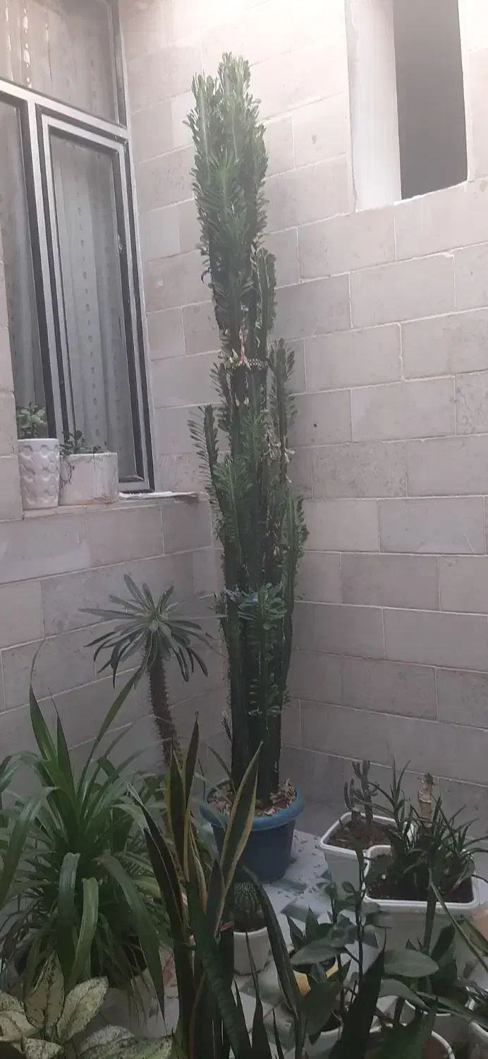 افوربیا فوق زیبا و کلکسیونی|گل و گیاه طبیعی|اسلام‌‌آباد غرب, |دیوار