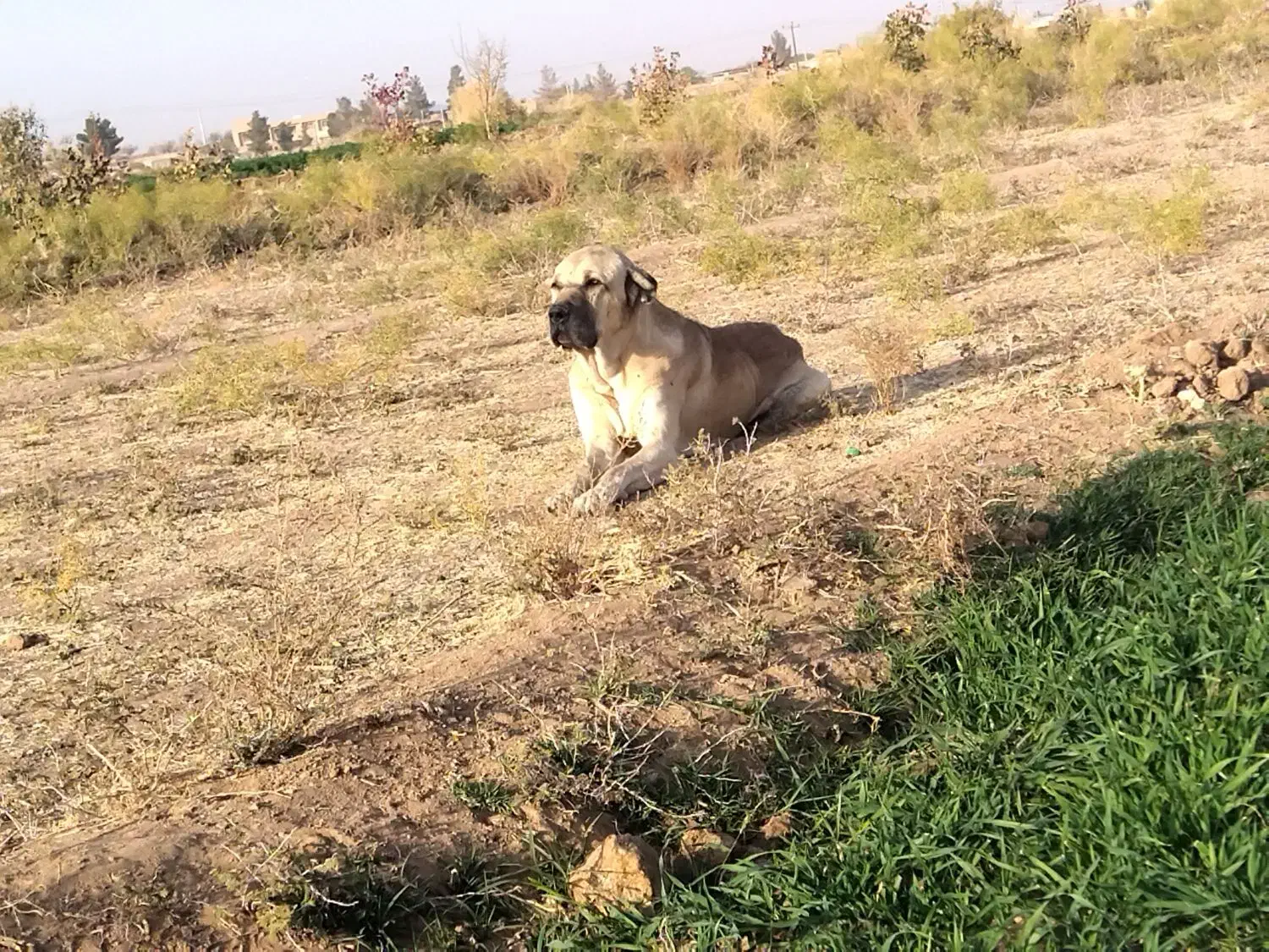 واگذاری|حیوانات مزرعه|طبس, |دیوار