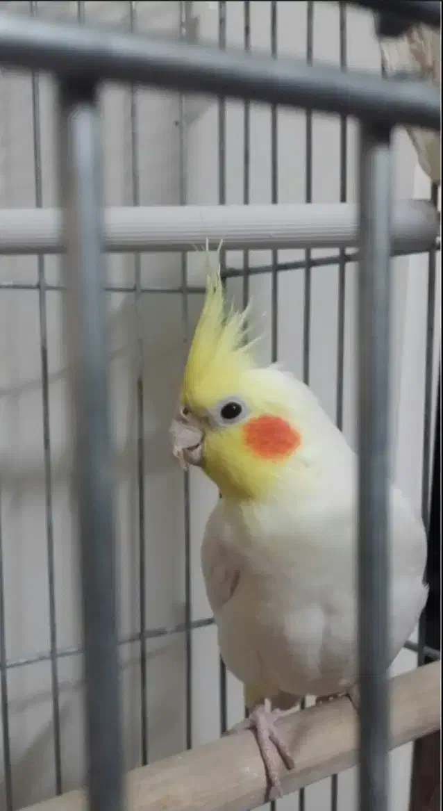 فروش  یک جفت عروس هلندی|پرنده|لنگرود, |دیوار