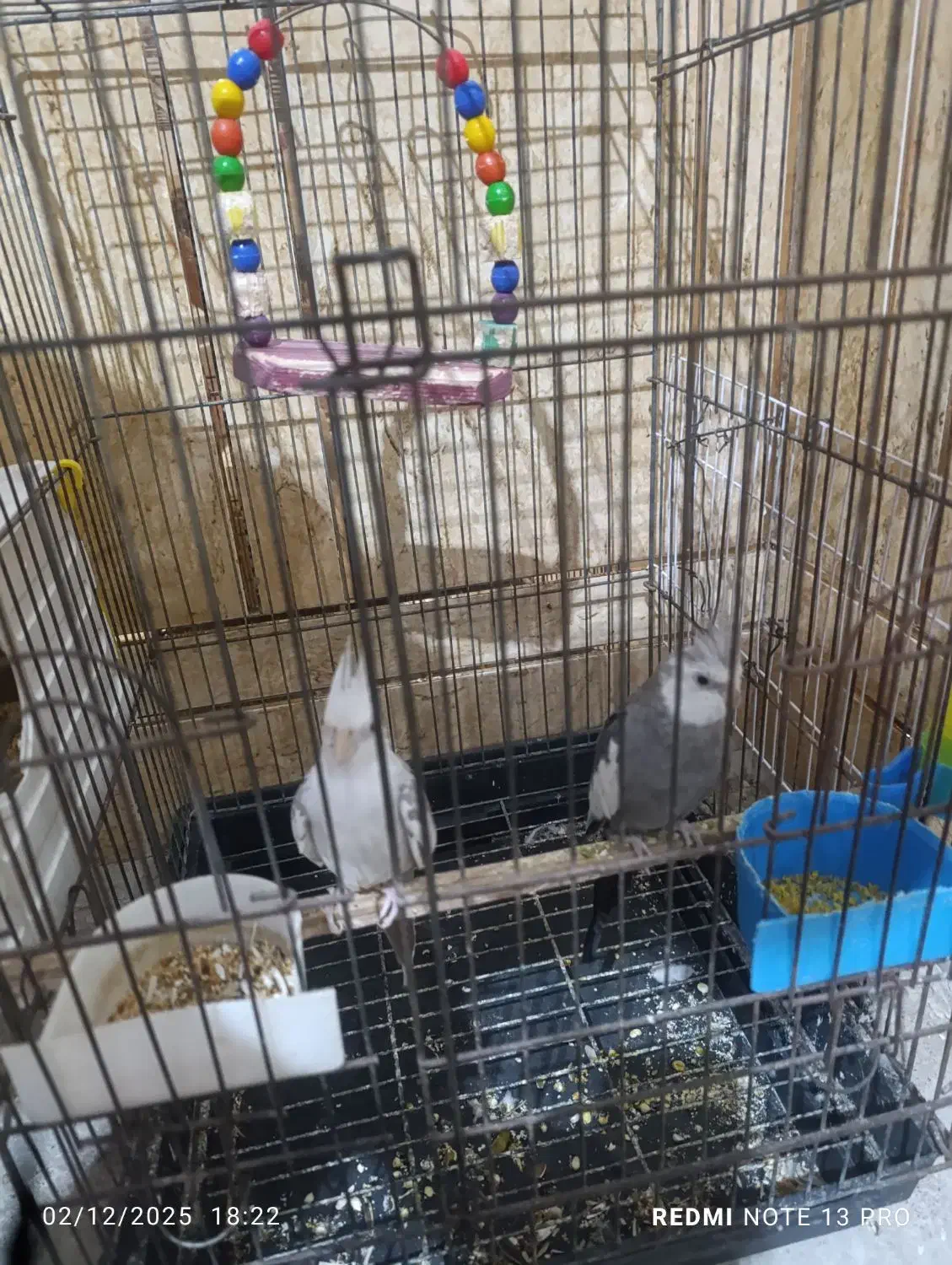 عروس هلندی وایت فیس و دوکت|پرنده|شادگان, |دیوار