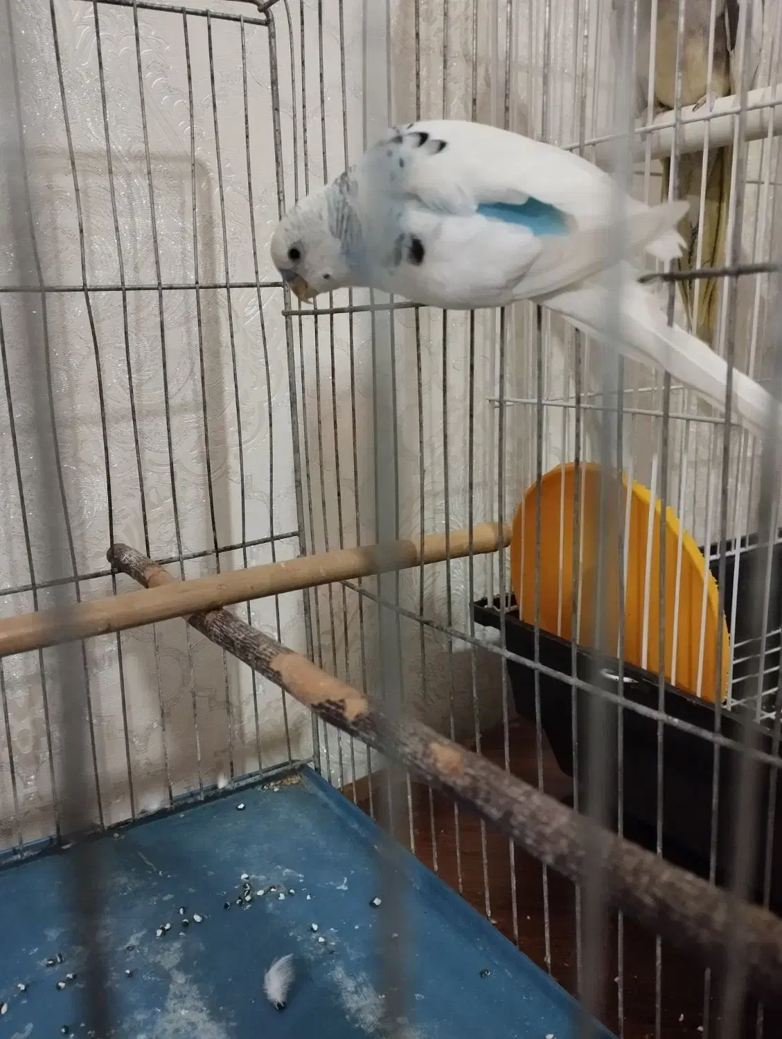 مرغ عشق نر|پرنده|چهاردانگه (تهران), |دیوار