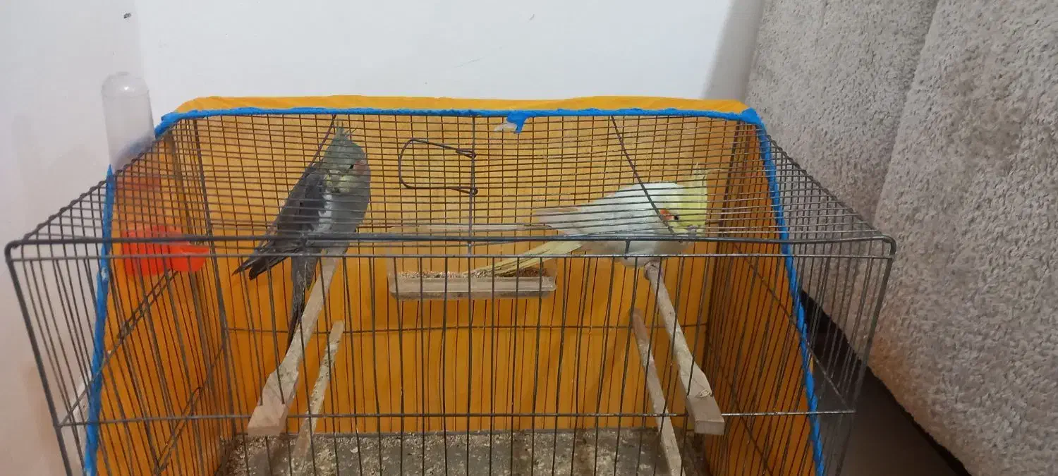 عروس|پرنده|گرگان, |دیوار