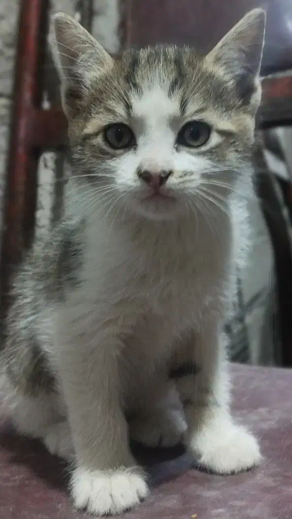 واگذاری بچه گربه نر|گربه|مشگین شهر, |دیوار