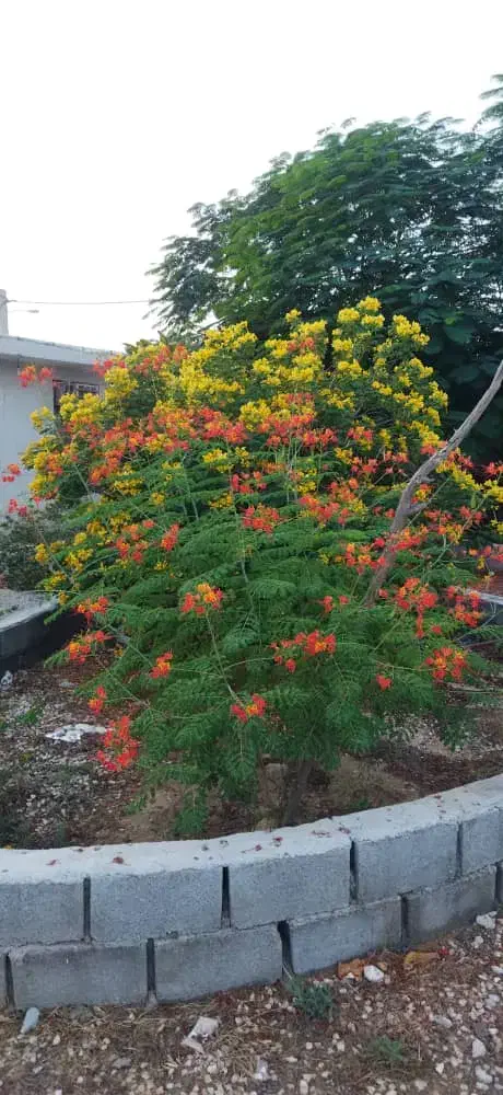 قطره ای باغ وباغچه|خدمات باغبانی و درختکاری|بوشهر, |دیوار