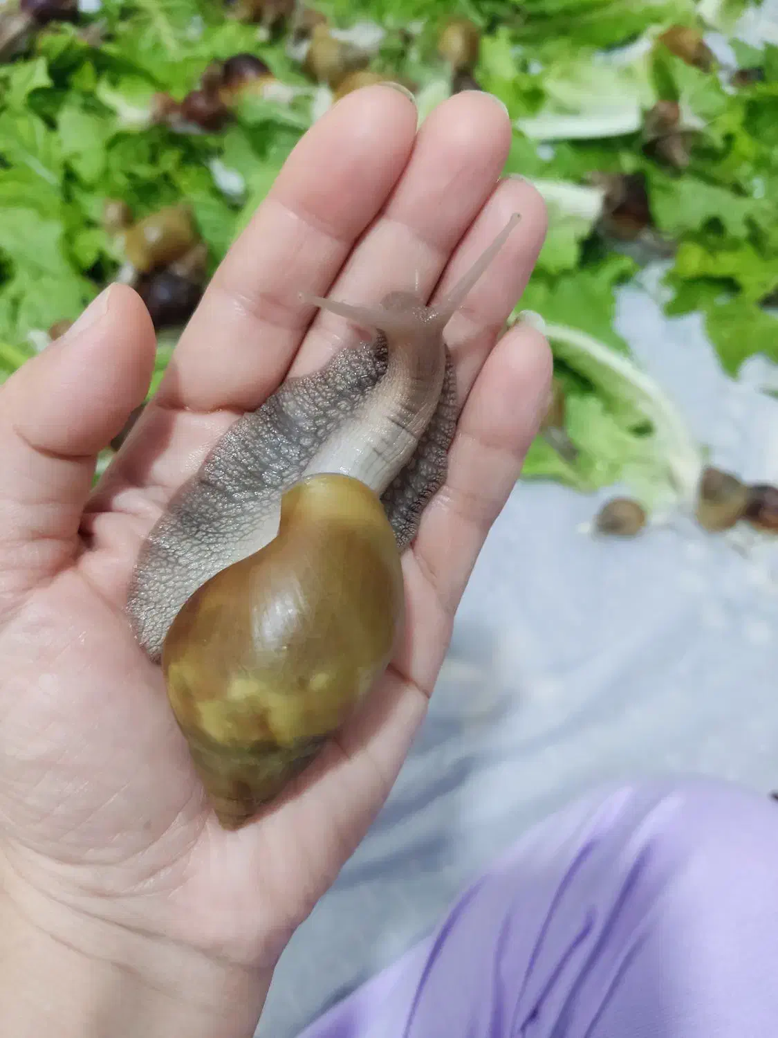 فروش حلزون اچاتینا و البینو و خاویار حلزون|خزنده|ساری, |دیوار