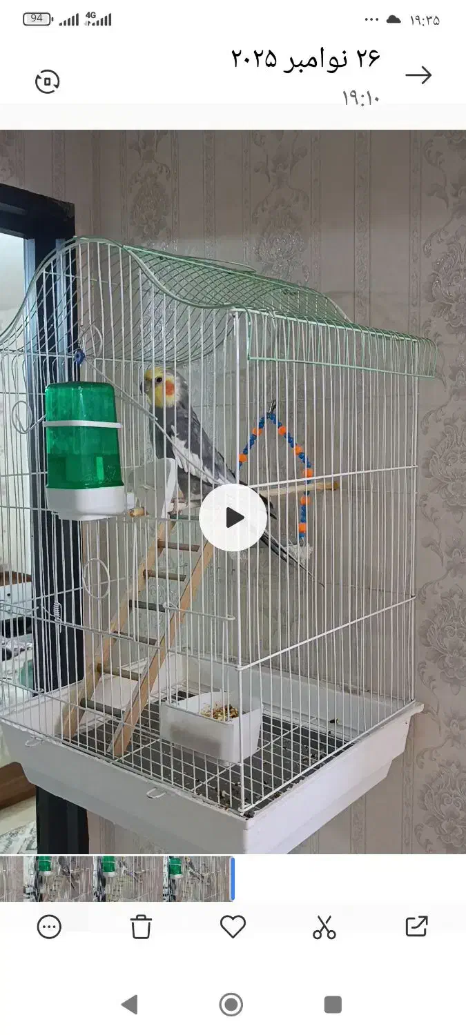 عروس هلندی نرسخنگو|پرنده|ساوه, |دیوار