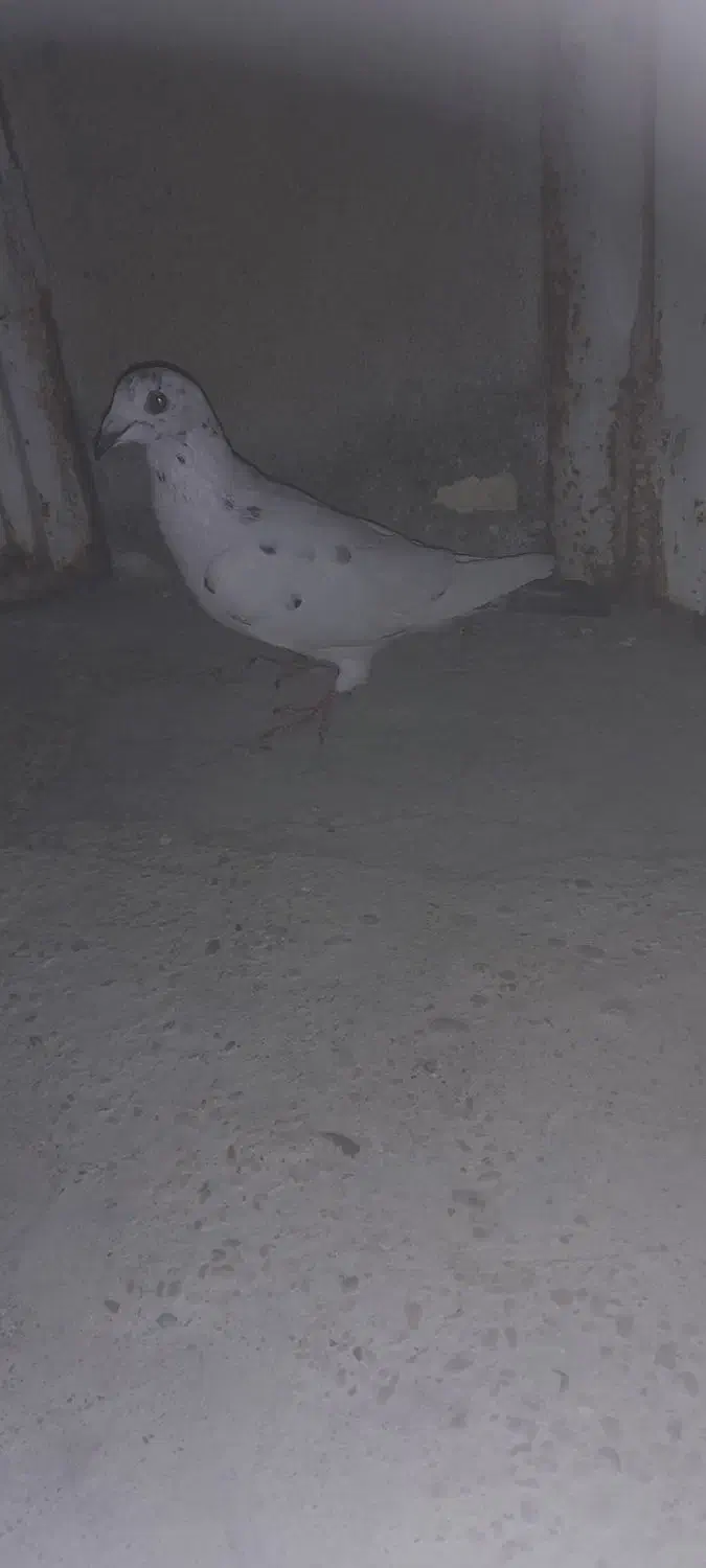 گور دمبی نر گرفتنی|پرنده|شوشتر, |دیوار