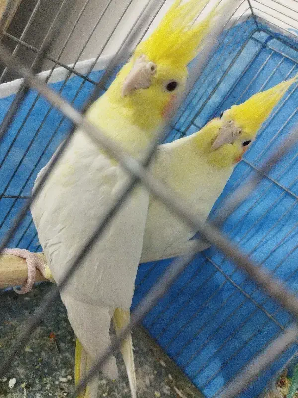 عروس هلندی مولد|پرنده|سبزوار, چهارراه فرودگاه|دیوار