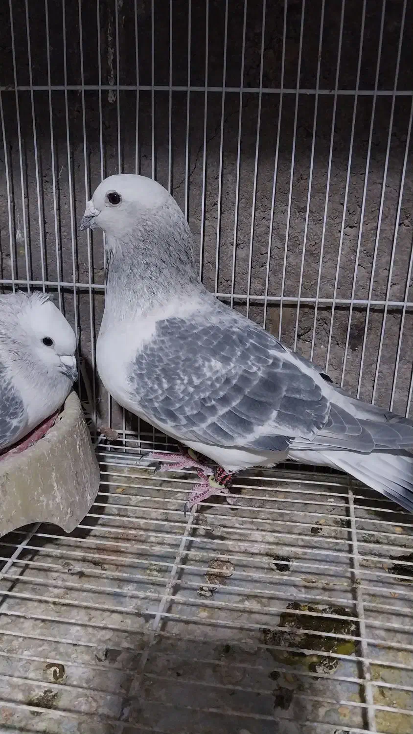 شامی|پرنده|نیشابور, کوی حسینی|دیوار