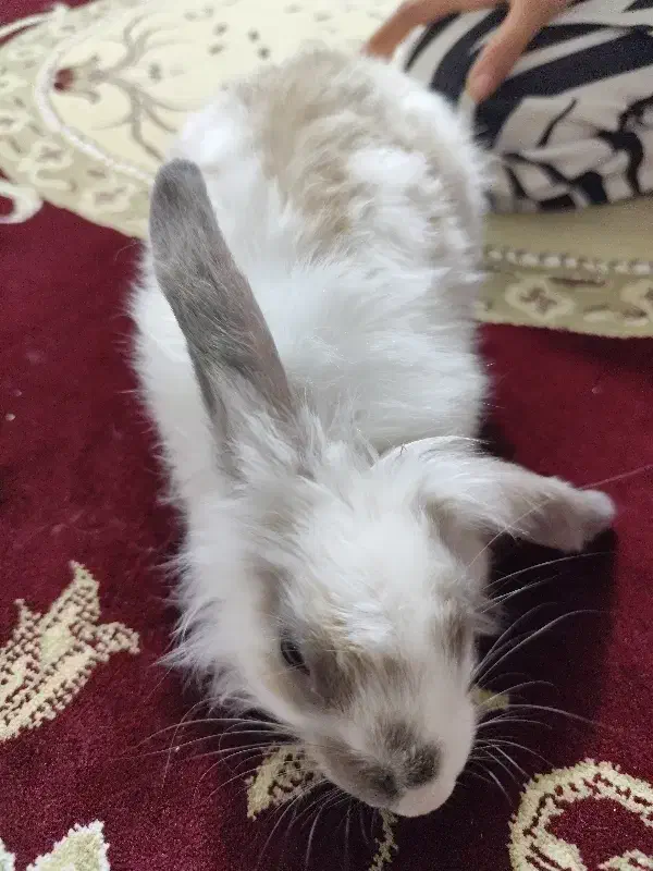 خرگوش|موش و خرگوش|سنندج, |دیوار