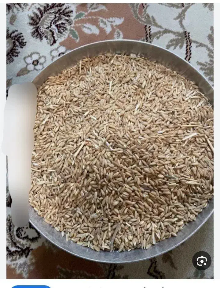 گندم دیم ب مقدار هشصد نهصد کیلو|خوردنی و آشامیدنی|سربند, |دیوار