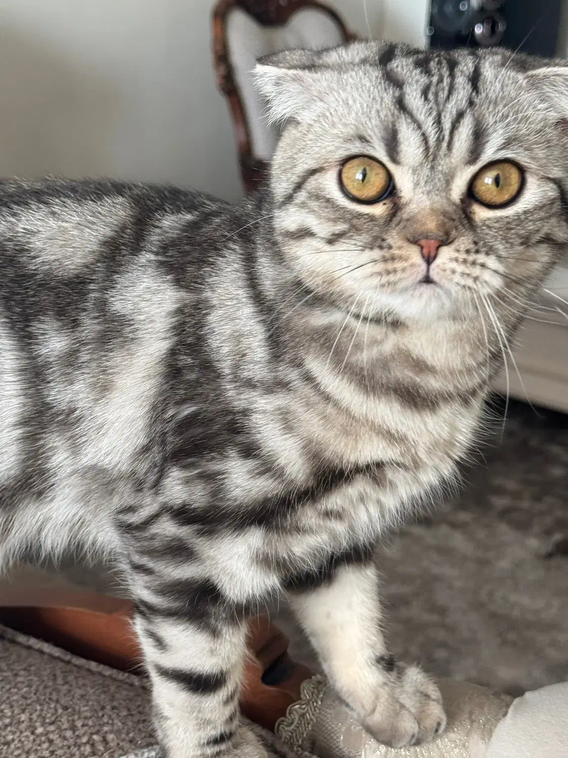 خوشگل پسر اسکاتیش|گربه|پردیس, فاز ۲|دیوار