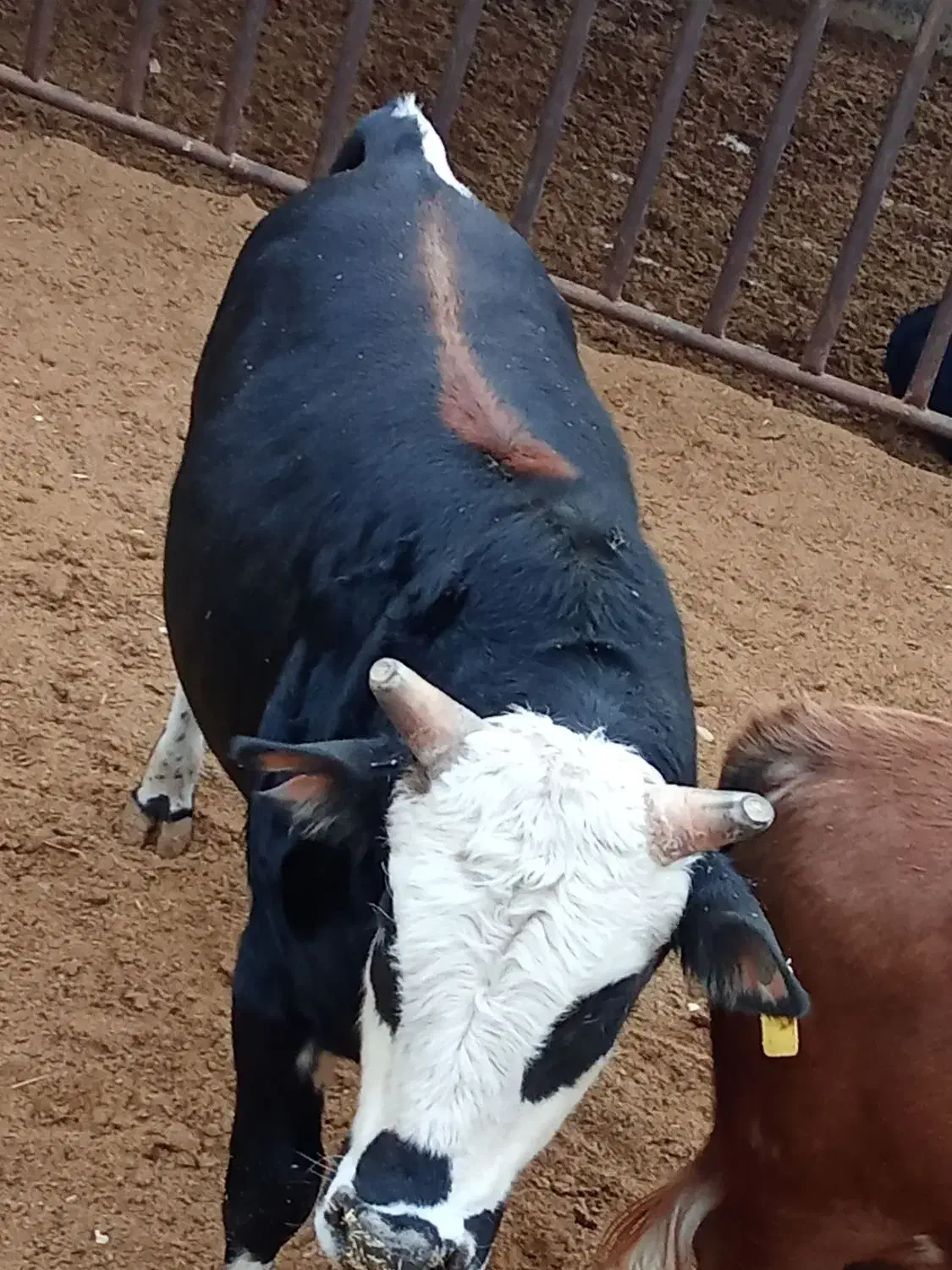 دو راس گوساله گیلک چاق|حیوانات مزرعه|مشکین‌دشت, |دیوار