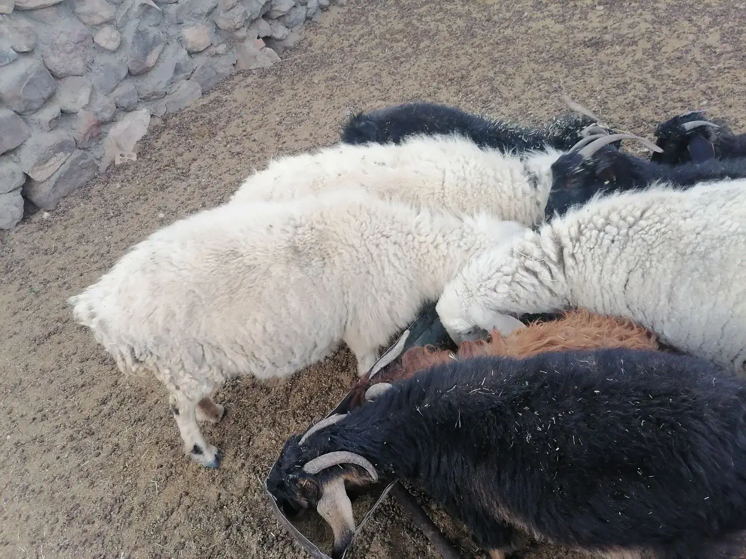 میش جوان فروشی|حیوانات مزرعه|سربیشه, |دیوار