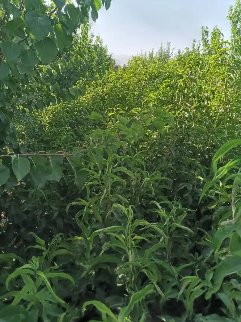 نهال|خدمات باغبانی و درختکاری|نوشین شهر, |دیوار