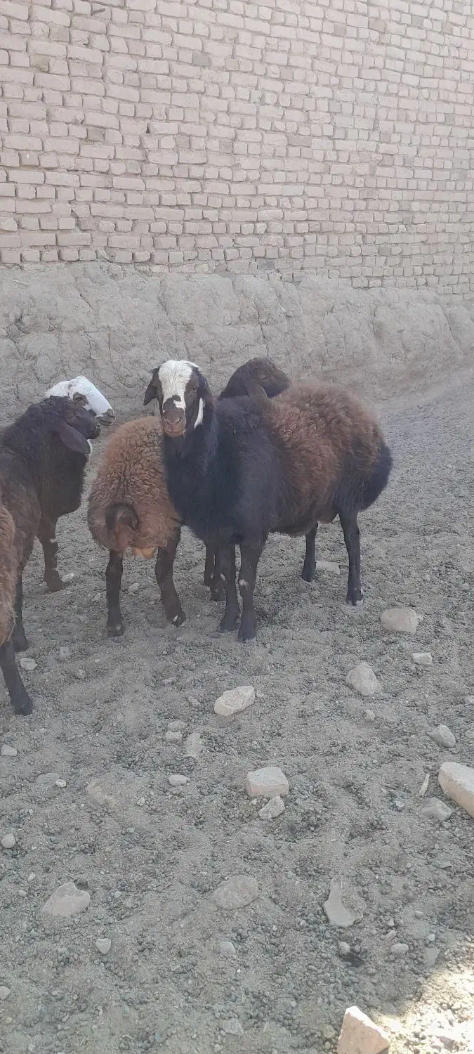 بره قوچ هترو|حیوانات مزرعه|تربت‌حیدریه, کلاته توکلی|دیوار