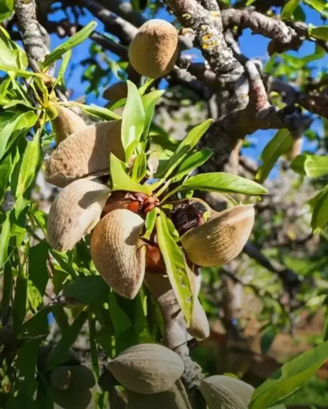 ـ فروش نهال صنوبر ، بادام و گردو|خدمات باغبانی و درختکاری|اصفهان, خواجو|دیوار