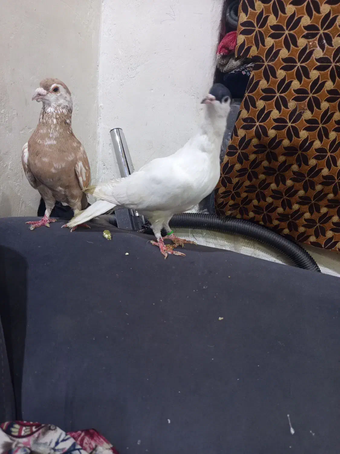 طاقی|پرنده|آران و بیدگل, |دیوار