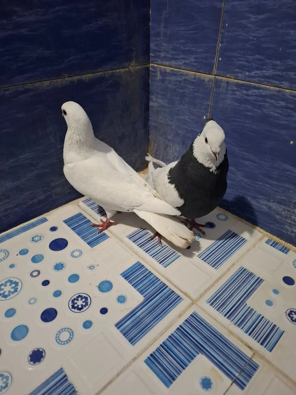 کبوتر موشی.طوقی|پرنده|یاسوج, |دیوار