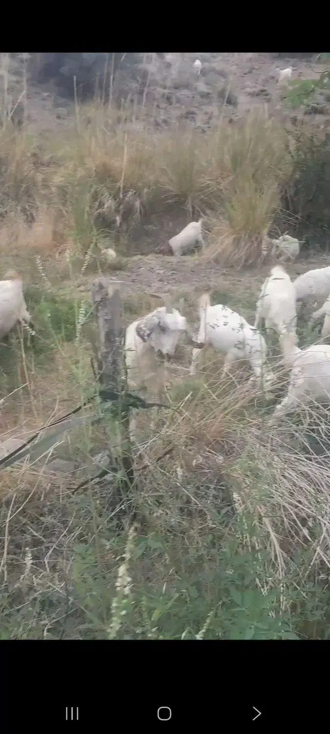 بز آبستن نژاد رایینی|حیوانات مزرعه|رابر, |دیوار