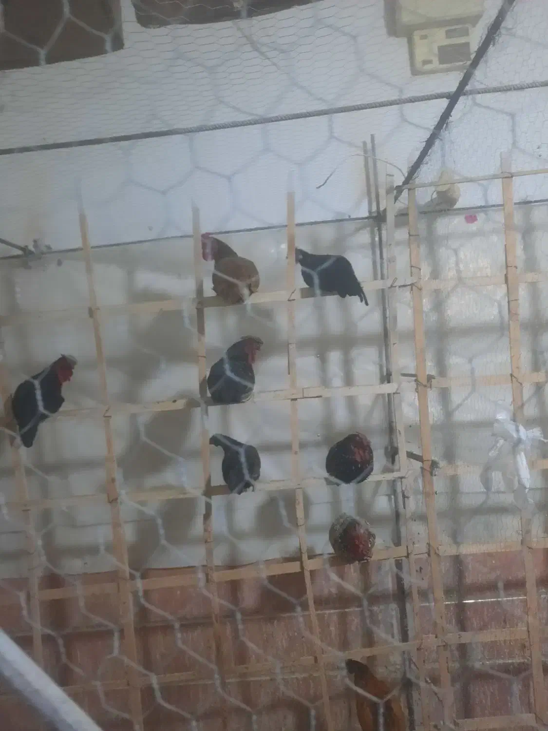 خروس چینی خوش رنگ سن بین ۶ماه الی ۱سال|حیوانات مزرعه|گناباد, |دیوار