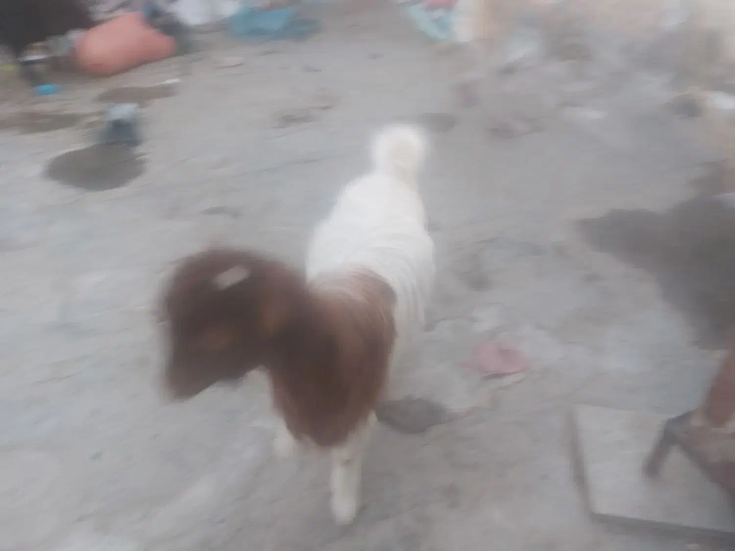 دوعدد گوسفند|حیوانات مزرعه|قنوات, |دیوار