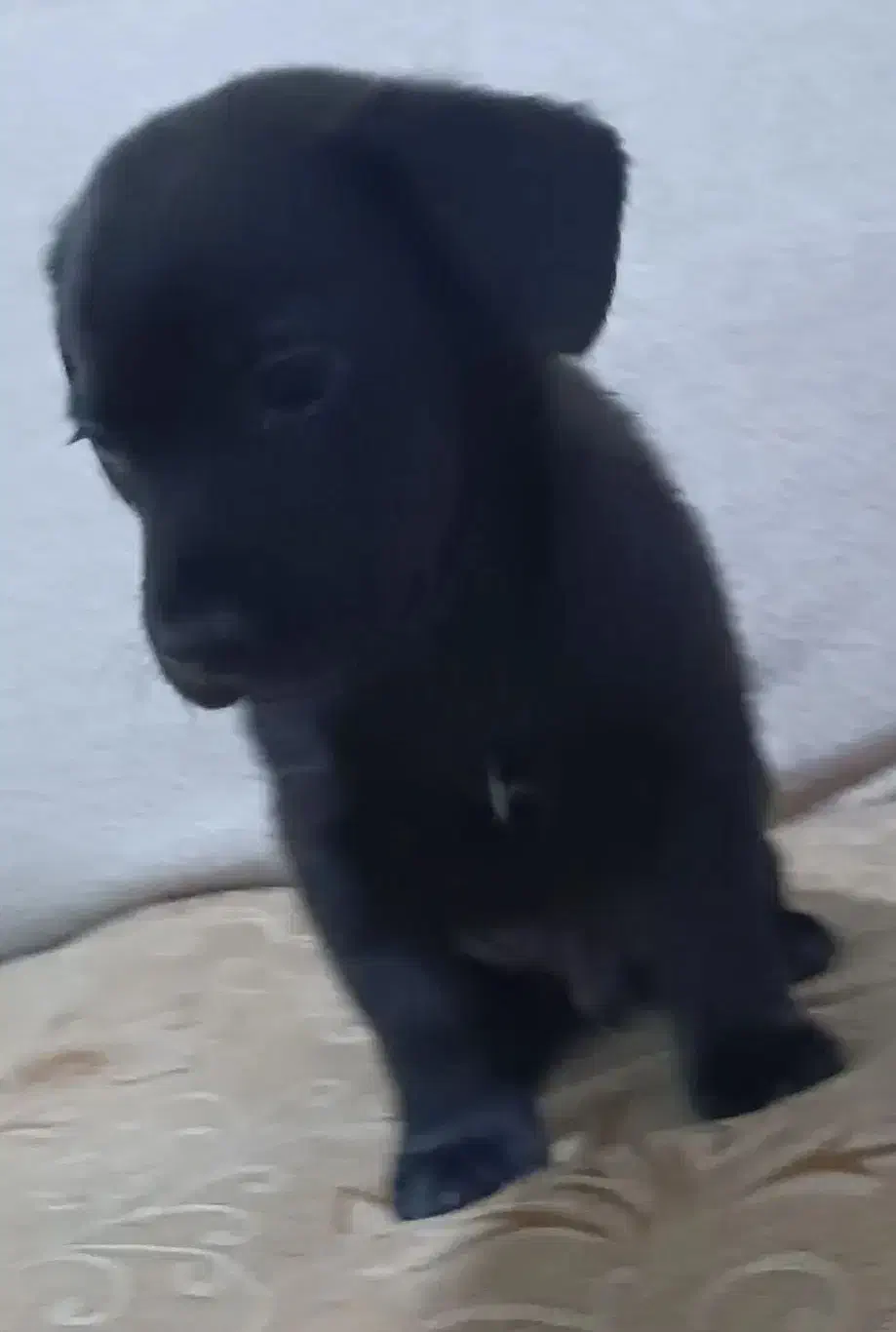 پاکوتاه جیبی بامزه زرنگ|سگ|نیشابور, سرآب کوشک|دیوار