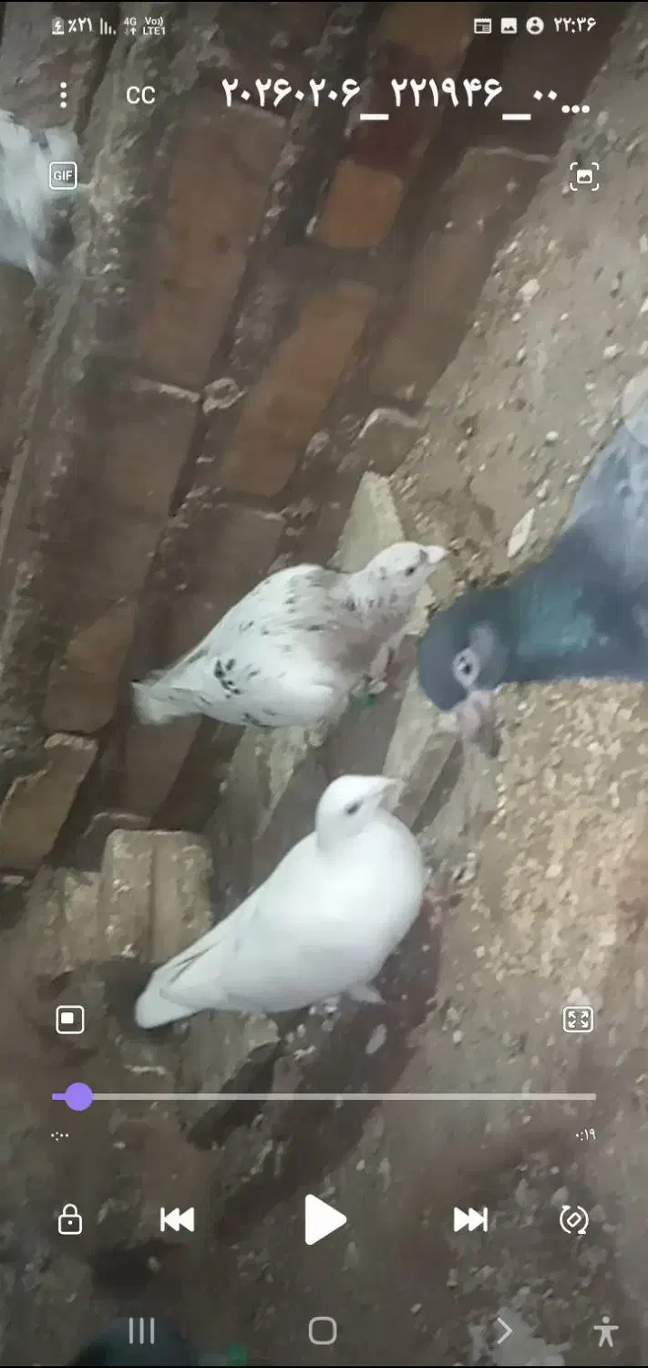 کفتر|پرنده|تایباد, |دیوار