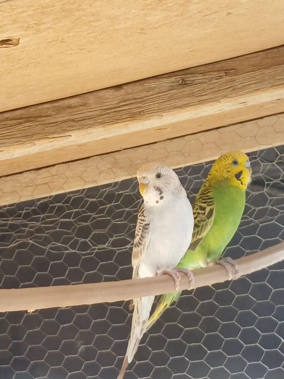 جفت مرغ عشق لب تخم|پرنده|سراوان, |دیوار