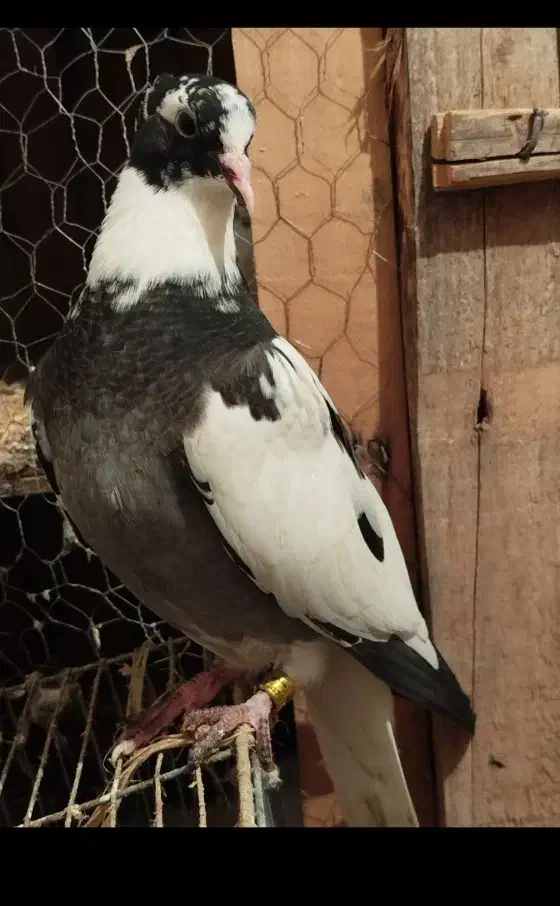 کبوتر شاپر|پرنده|چرداول, |دیوار