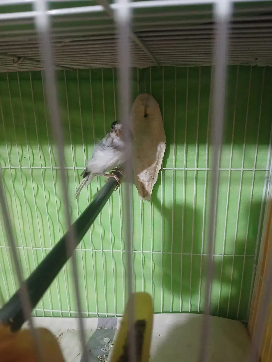 قناری نروماده|پرنده|مشهد, شهرک امام هادی (شهرک غرب)|دیوار