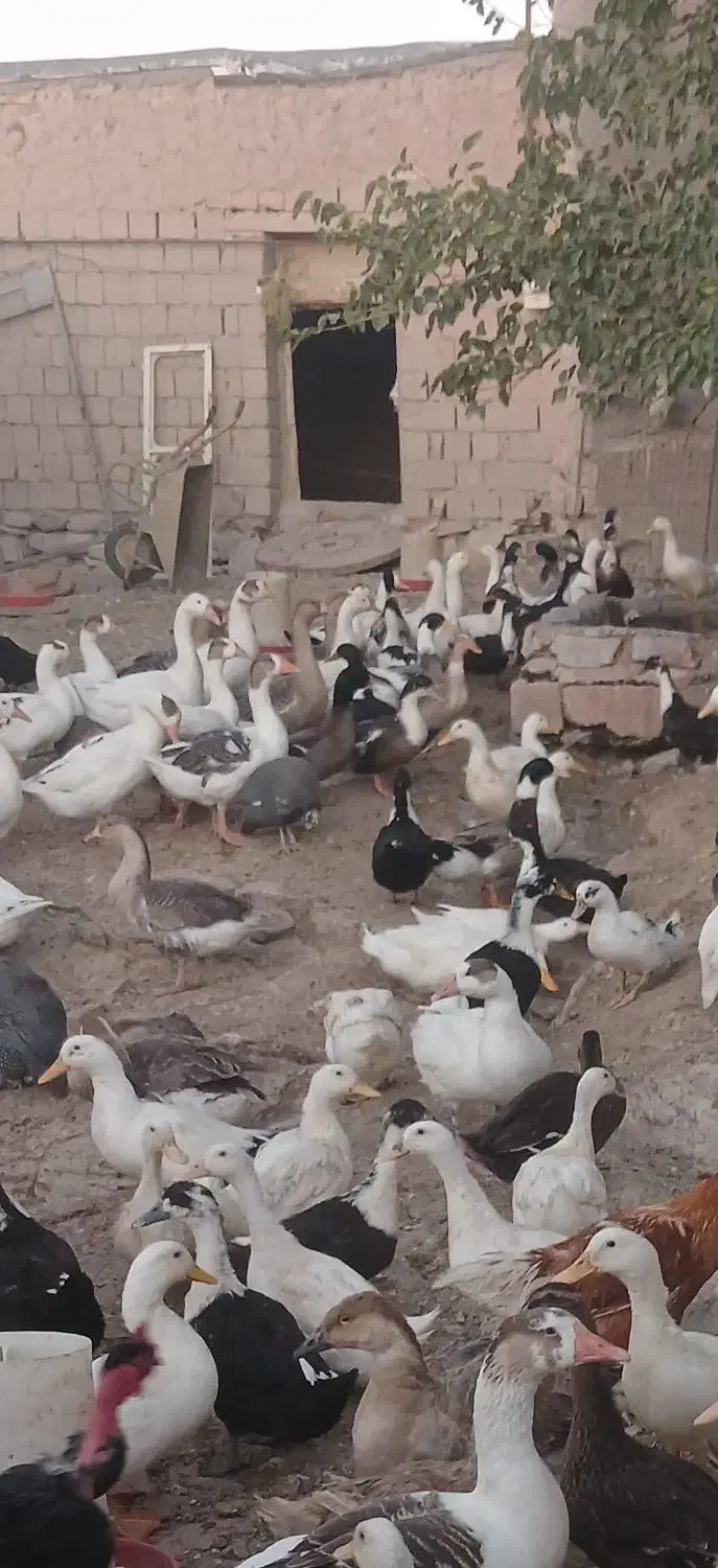 فروش اردک وغاز|حیوانات مزرعه|شاهین دژ, |دیوار