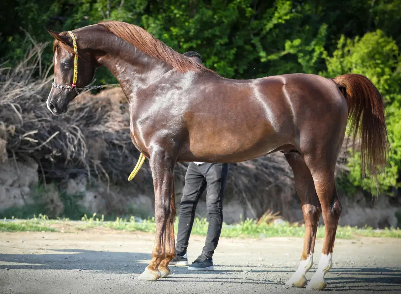 خرید اسب ماهی ۵میلیون اقساطی|اسب و تجهیزات اسبسواری|حبیب آباد, |دیوار
