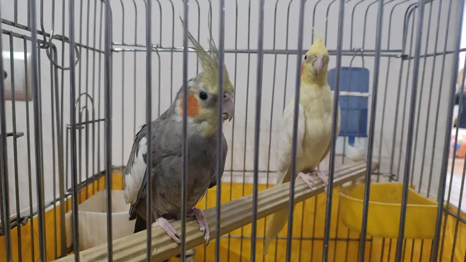 عروس هلندی|پرنده|قم, شهرک سازمان آب|دیوار