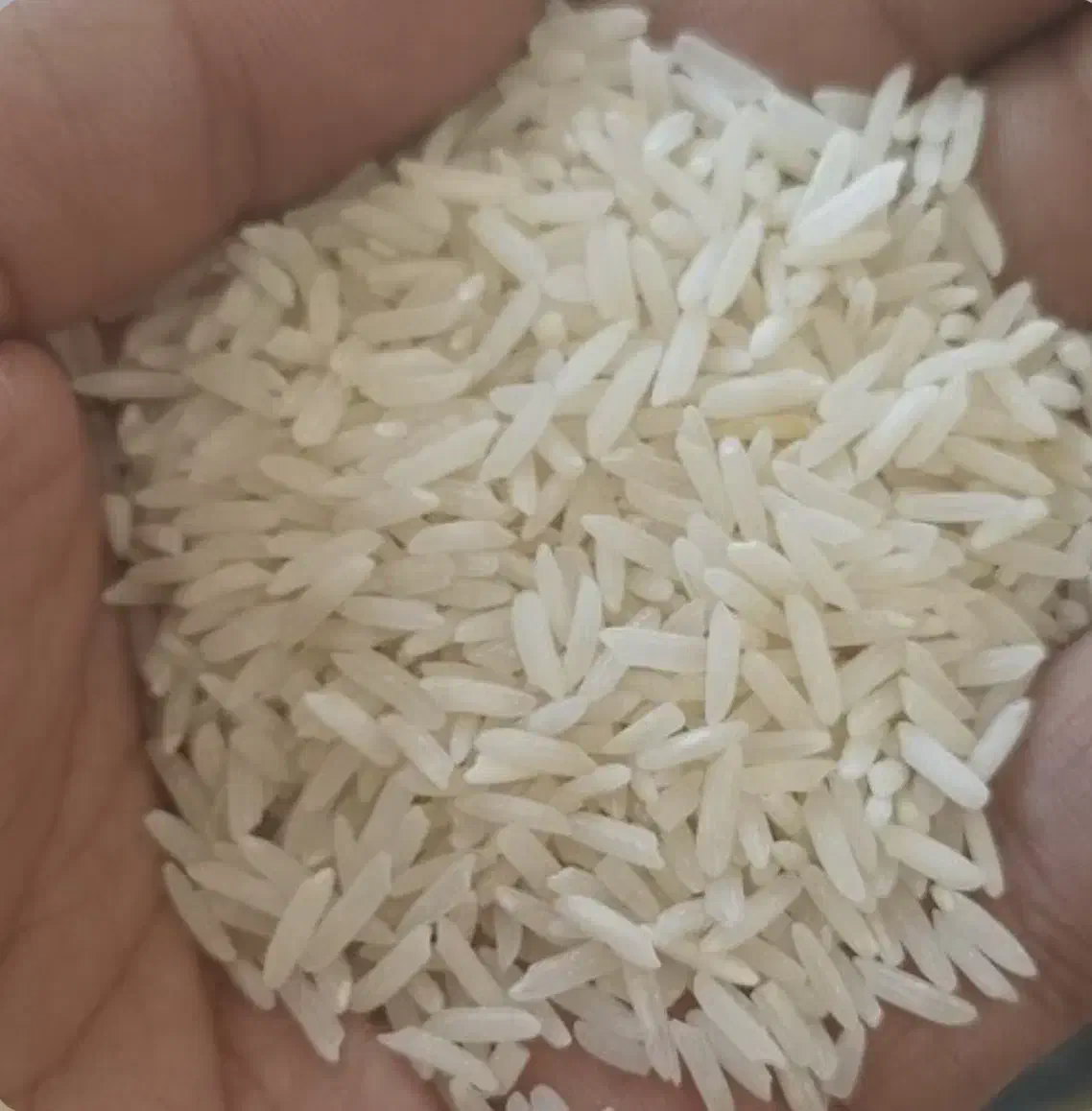 برنج ایرانی صدری ممتاز مجلسی|خوردنی و آشامیدنی|تهران, چهارصد دستگاه|دیوار