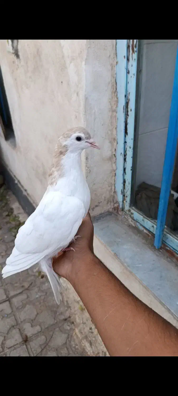 کبوتر|پرنده|کرمان, |دیوار