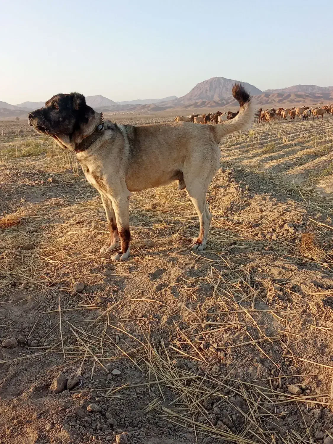 سگ گله|سگ|نیمبلوک, |دیوار