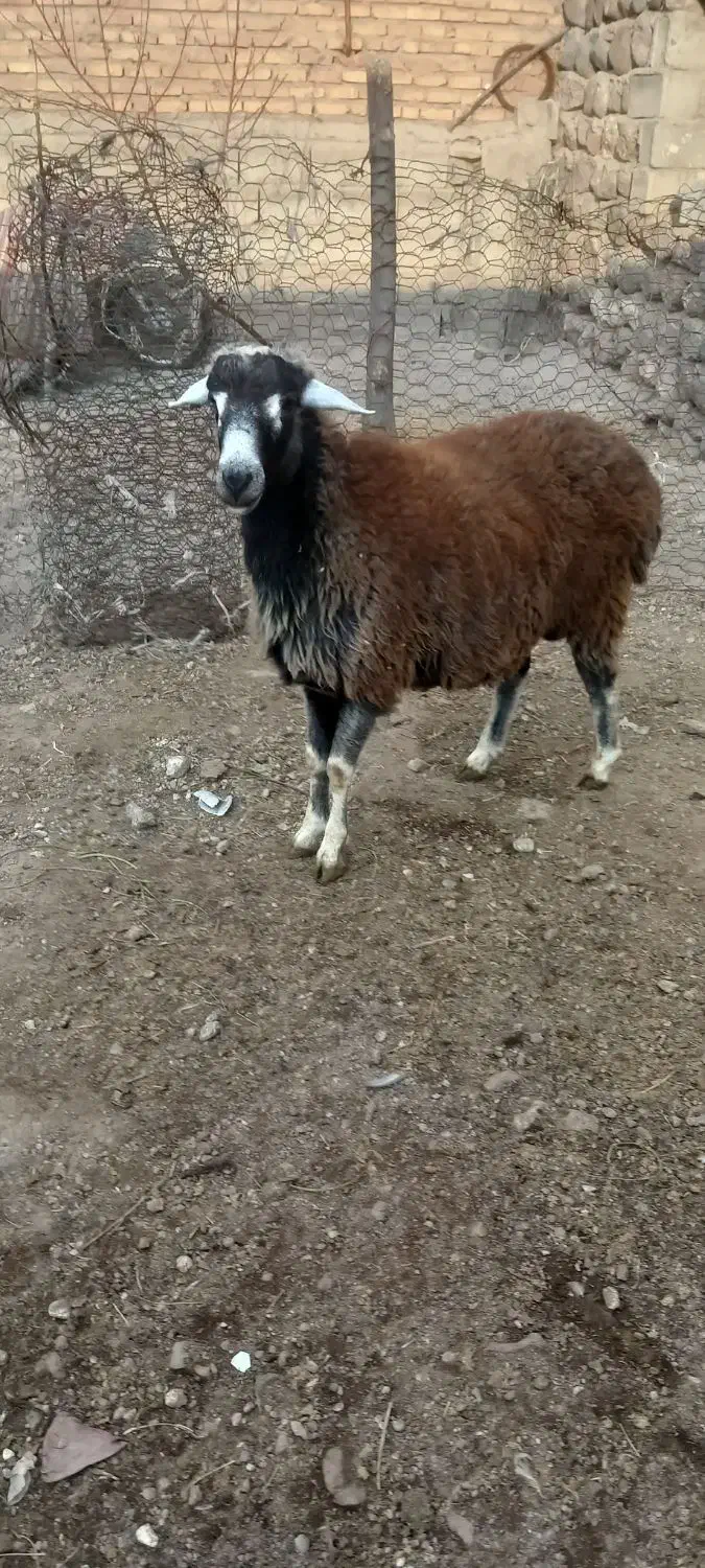 کوسفند نر یک سال|حیوانات مزرعه|مشگین شهر, |دیوار