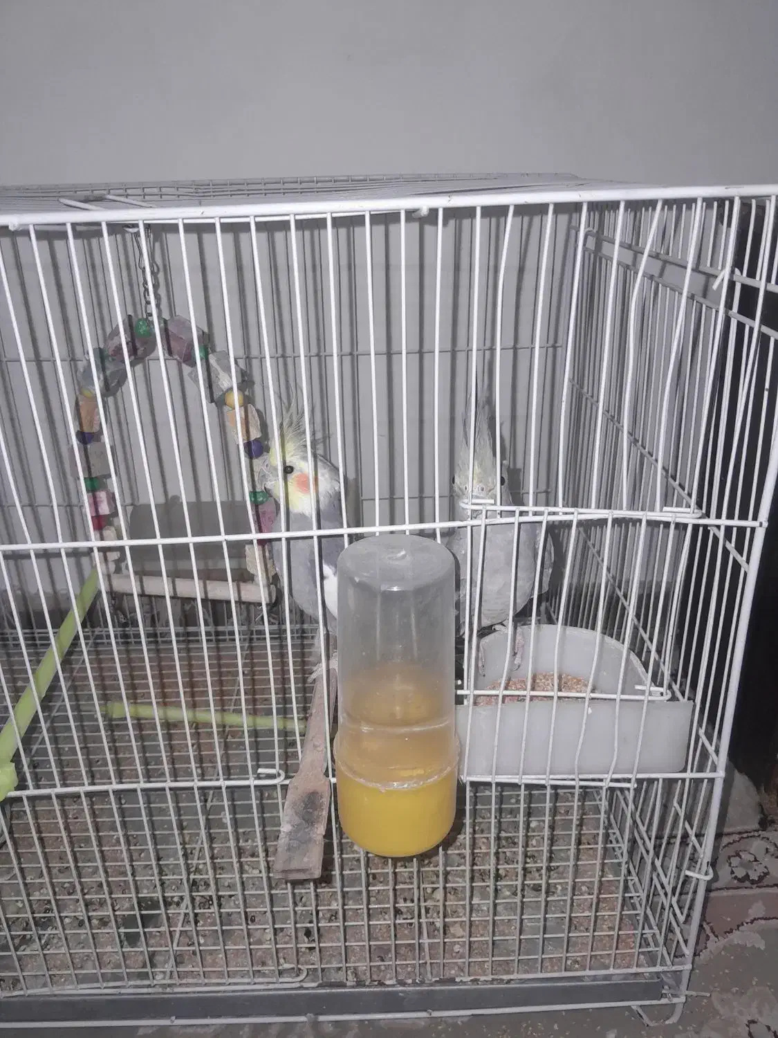 عروس هلندی|پرنده|مشهد, شهرک مهرگان|دیوار