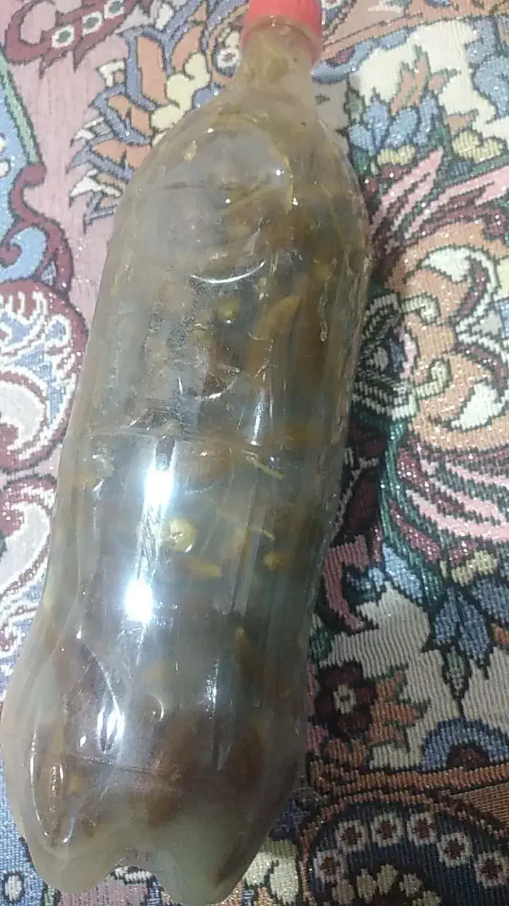 خیارشور ریز|خوردنی و آشامیدنی|هشتگرد, شهرک راه آهن|دیوار