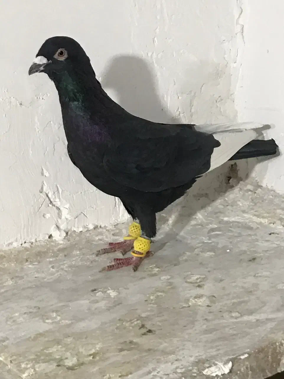 کبوتر پرنده|پرنده|قزوین, |دیوار