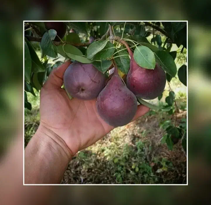 آنجو  درخت گلابی قرمز ،نهال گلخانه نهالستان درمشهد|خدمات باغبانی و درختکاری|مشهد, خواجه ربیع|دیوار