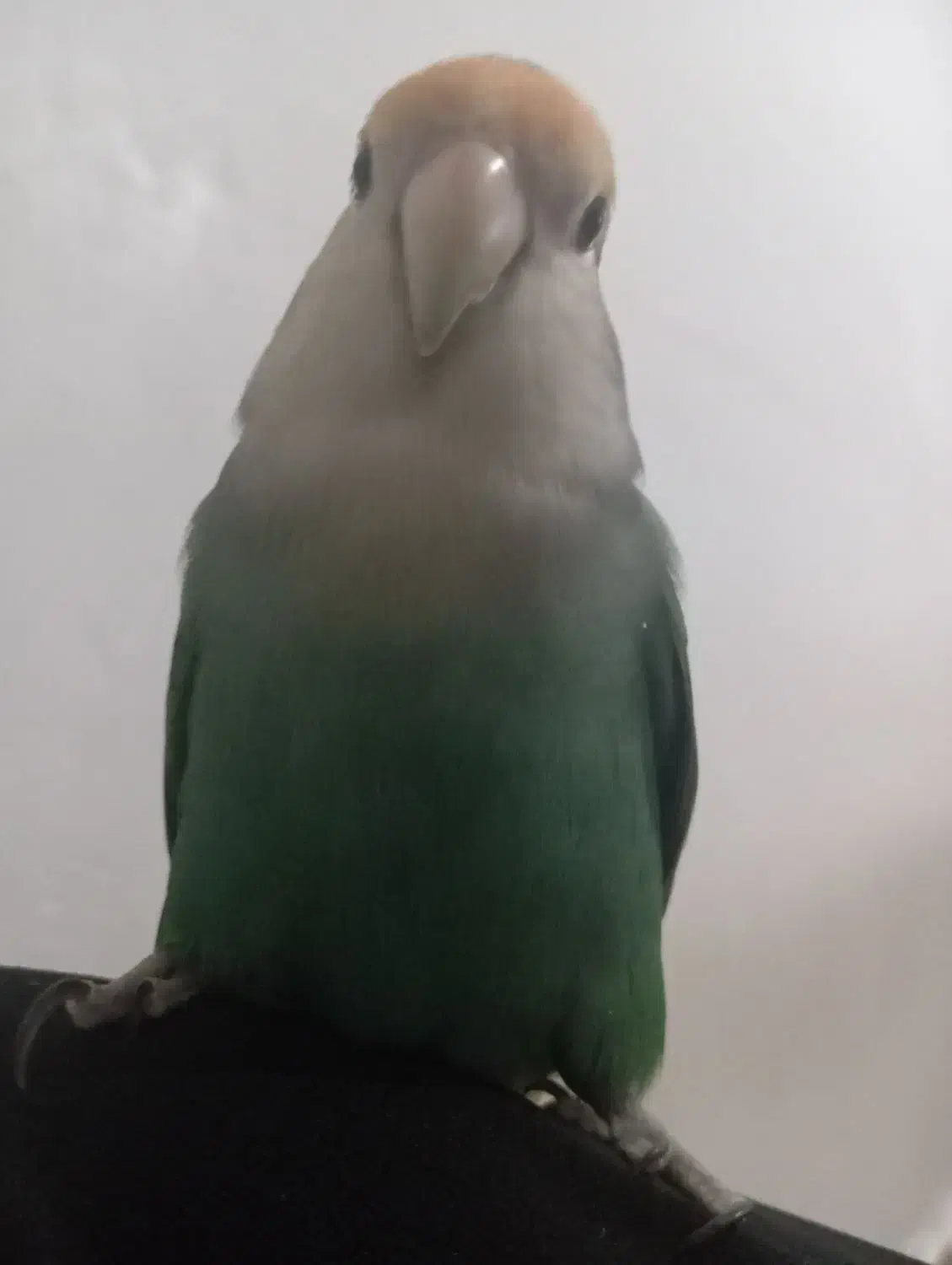 پرنده گم شده|حیوانات|قم, پردیسان|دیوار