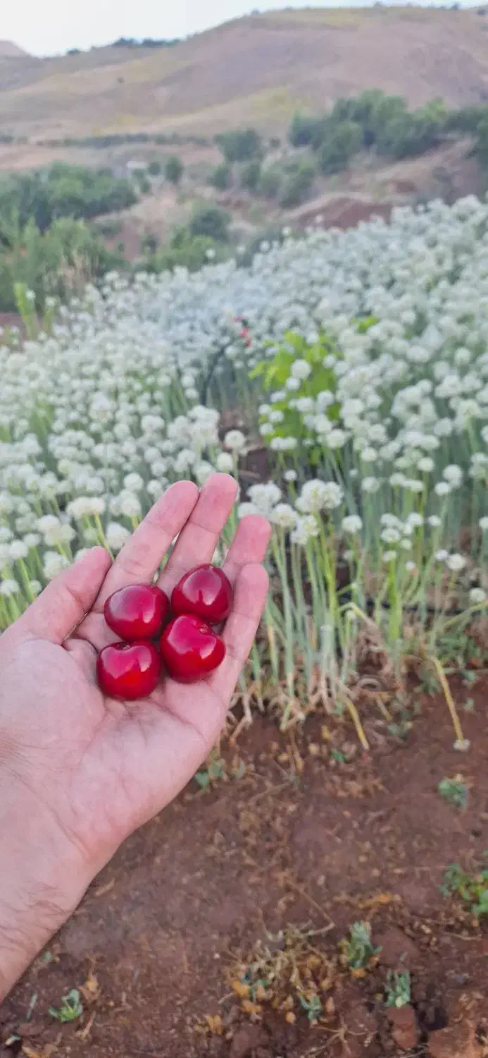 کود گیاهی و ارگانیک بر پایه کود مرغی|خدمات باغبانی و درختکاری|سنندج, |دیوار