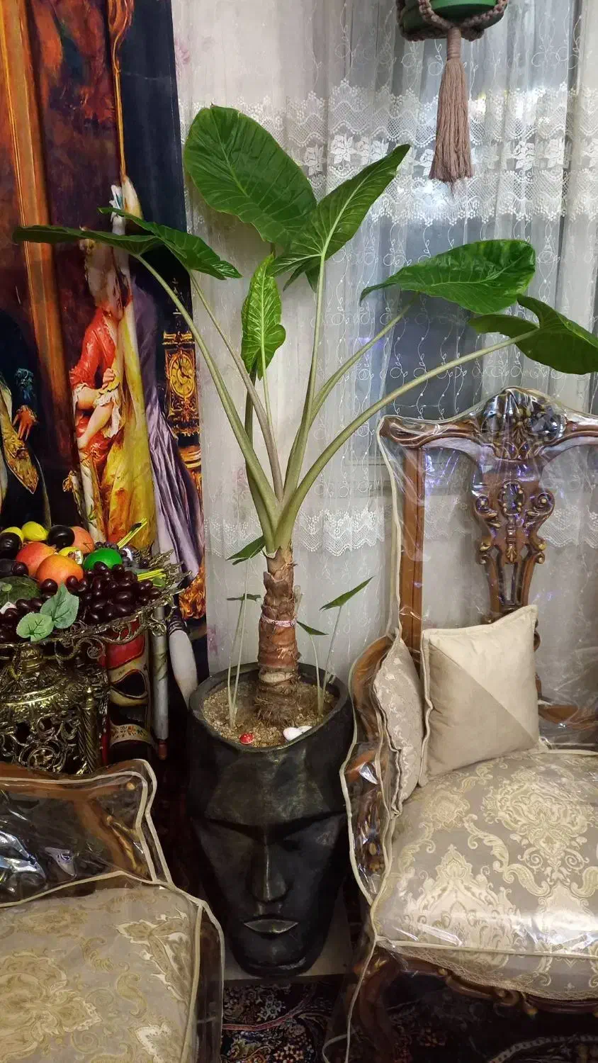 گل بابا آدم با گلدان رخ|گل و گیاه طبیعی|بومهن, |دیوار