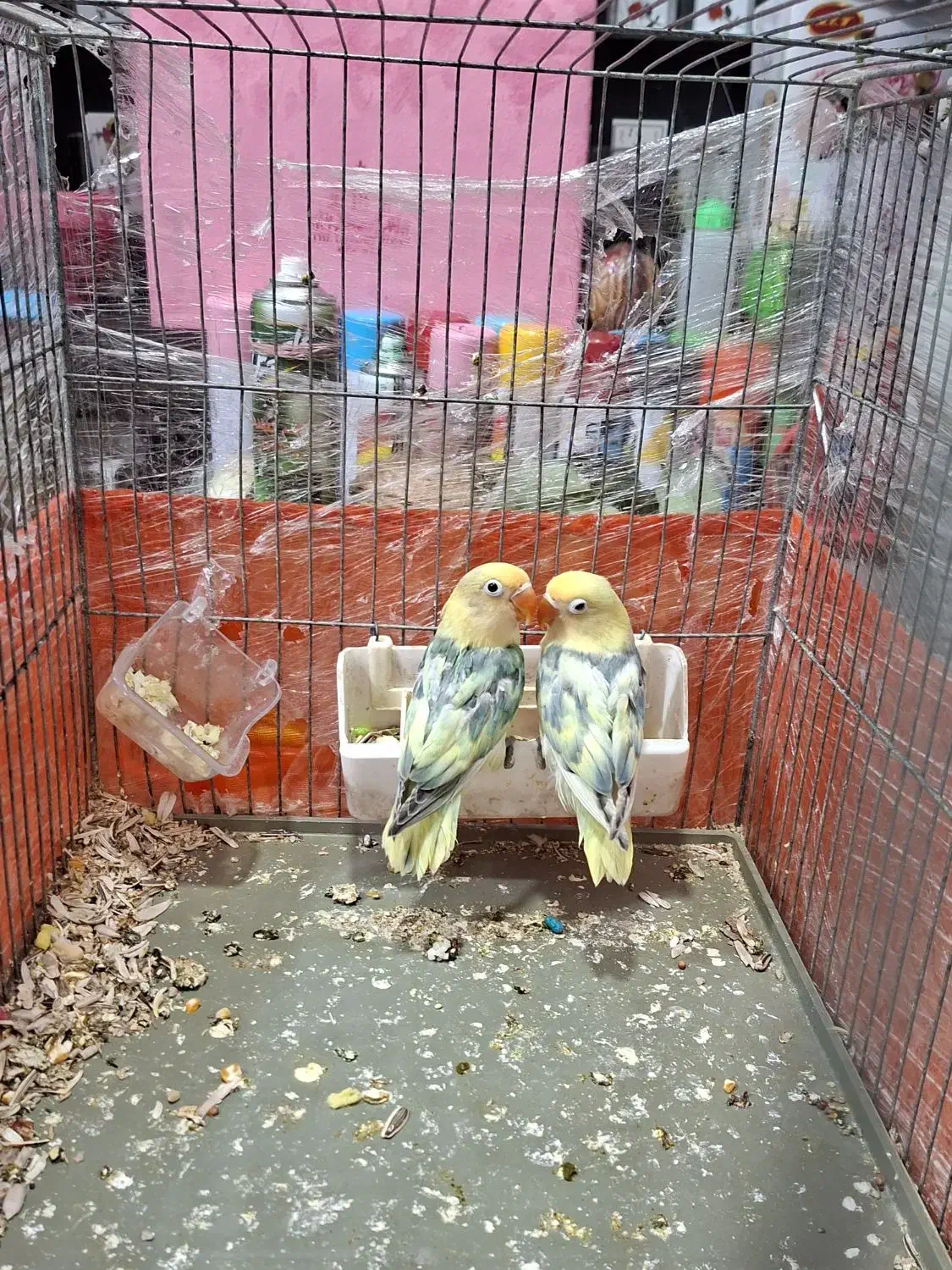 طوطی برزیلی پابلو و فیشر طلایی|پرنده|اسلامشهر, شهرک قائمیه|دیوار