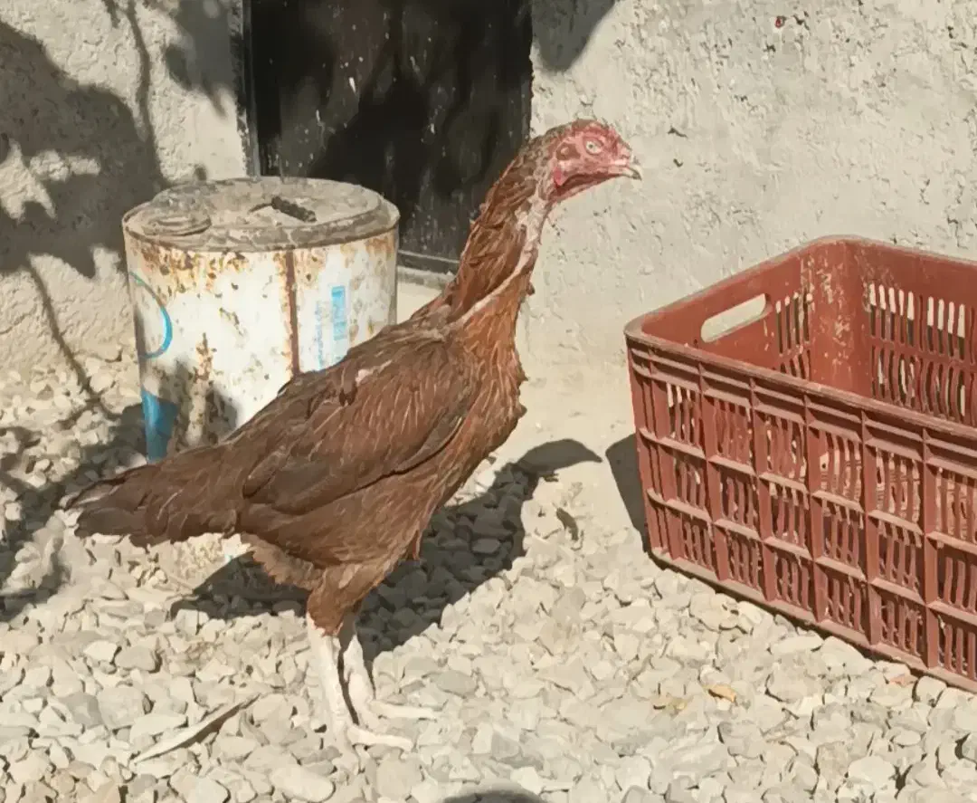 سه عدد مرغ لاری|حیوانات مزرعه|قزوین, |دیوار