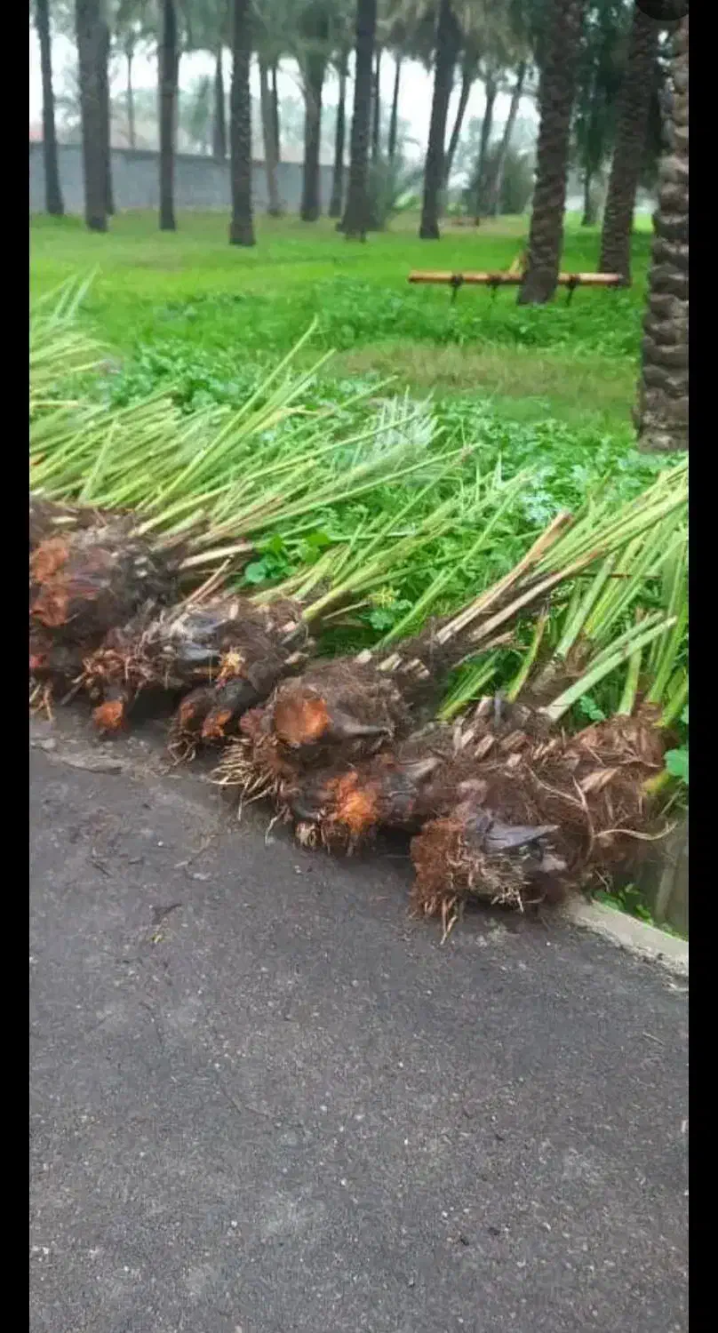 پاجوش نخل|خدمات باغبانی و درختکاری|رودبار (کرمان), |دیوار