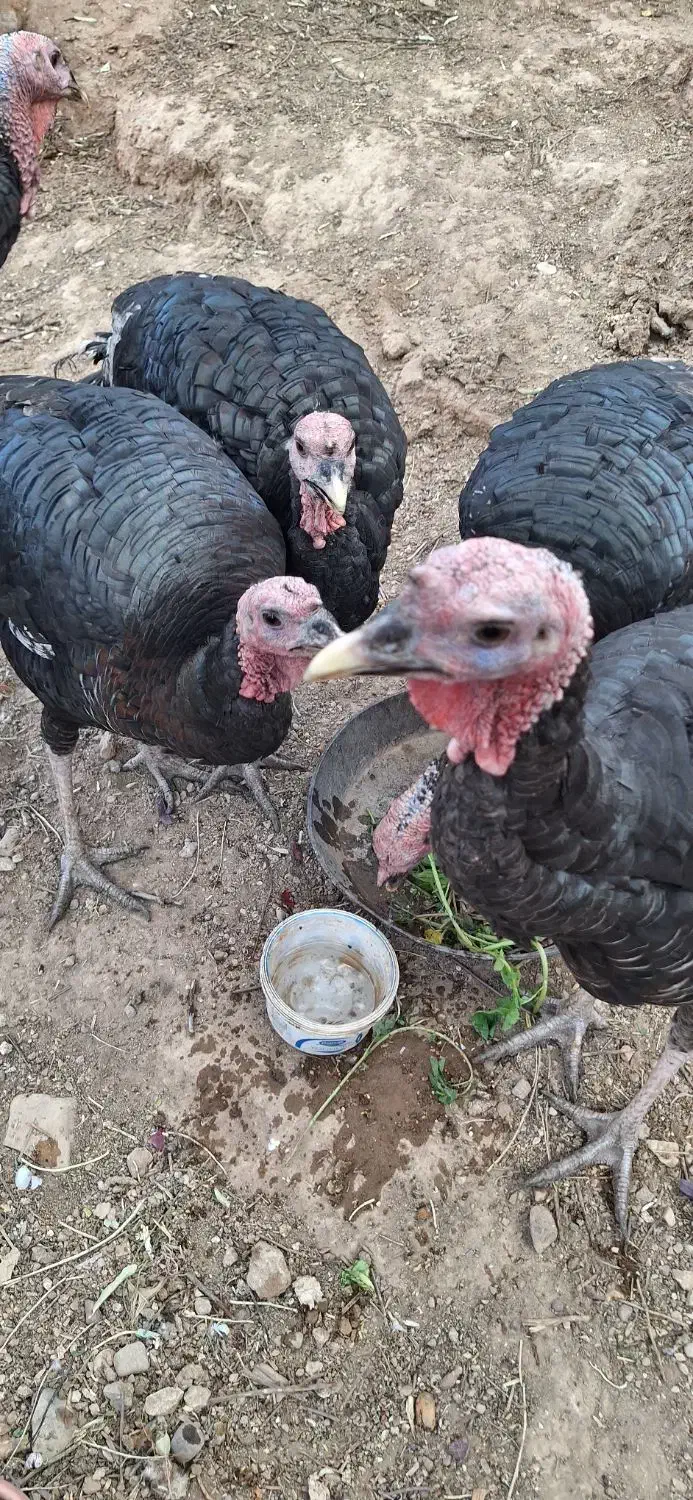 بوقلمو|حیوانات مزرعه|فسا, |دیوار