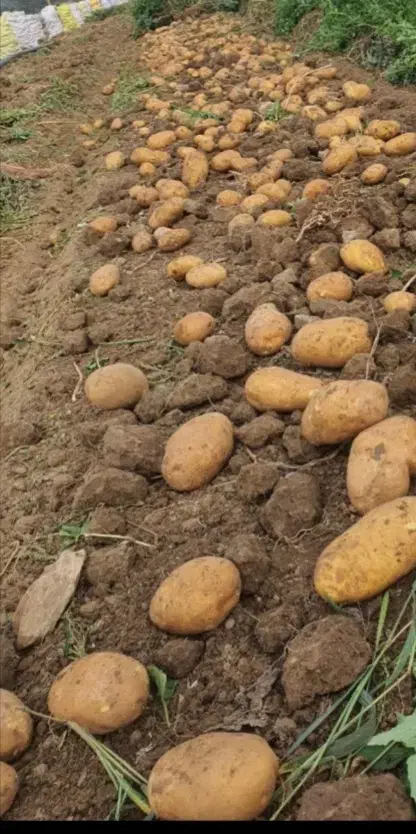 اجاره زمین کشاورزی|فروش دفتر صنعتی، کشاورزی، تجاری|سلطانیه, |دیوار